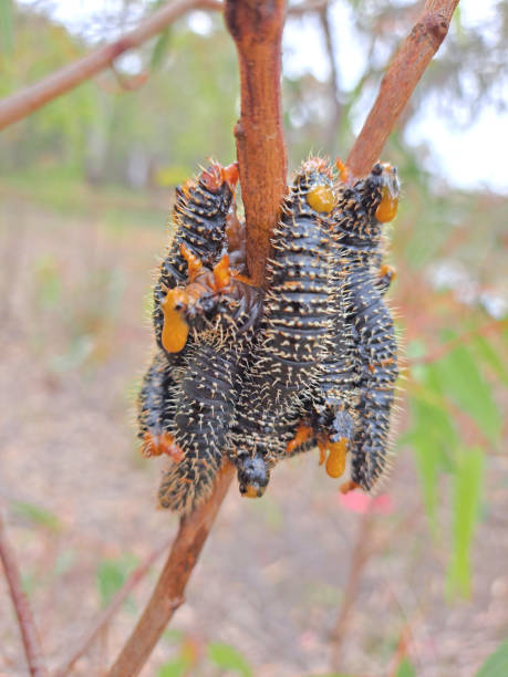 istock Barmah, Victoria, Australia 1406593143