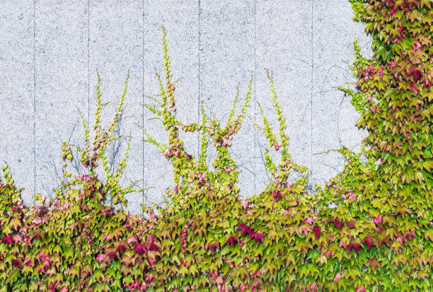 Beautiful Boston ivy foliage climbing on acoustical barrier panelling. Parthenocissus tricuspidata Red or green palmately compound leaves of ornamental climber on white painted wooden OSB noise wall Boston Ivy stock pictures, royalty-free photos & images