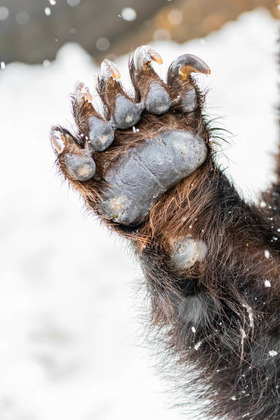 istock brown bear in snowy zoo 1406593644