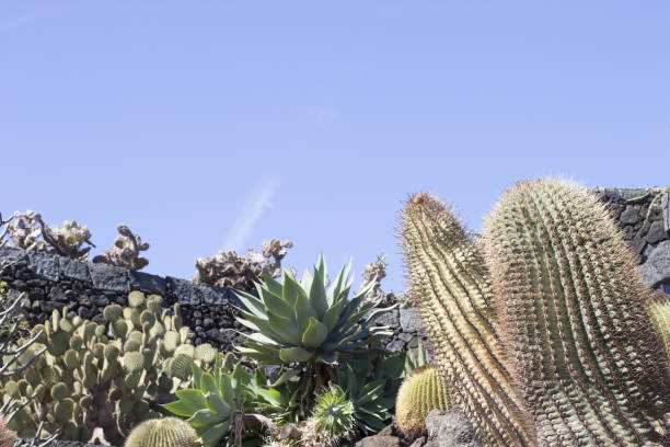 istock Cactus garden, Lanzarote, Canary Islands, Spain. 1406595057