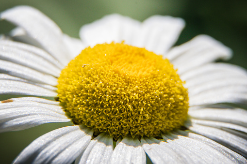 Daisies belong the family of 'vascular plants' - those which circulate nutrients and water throughout the plant. They make up almost 10% of all flowering plants on Earth.