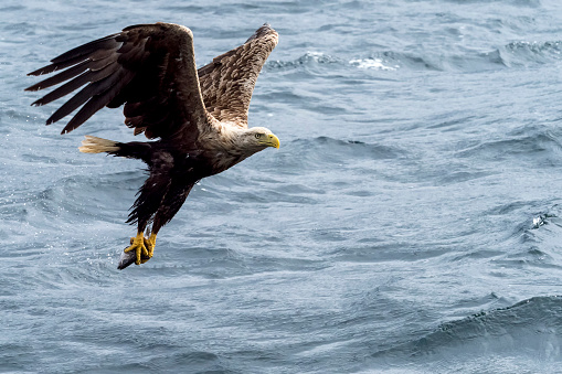 White-Tailed Sea Eagle (Haliaeetus albicilla) in flight, carrying a fish. Photograph taken on the island of Mull, Scotland