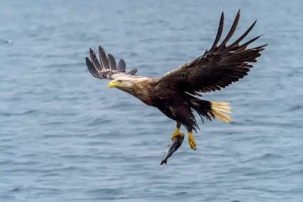 White-Tailed Sea Eagle (Haliaeetus albicilla) in flight, carrying a fish. Photograph taken on the island of Mull, Scotland