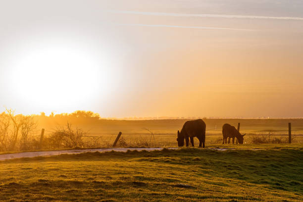 istock Donkeys grazing in a field with flared sunlight 1406595909