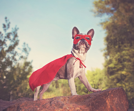 istock cute french bulldog in a super hero costume toned with a retro vintage instagram filter 1406595988