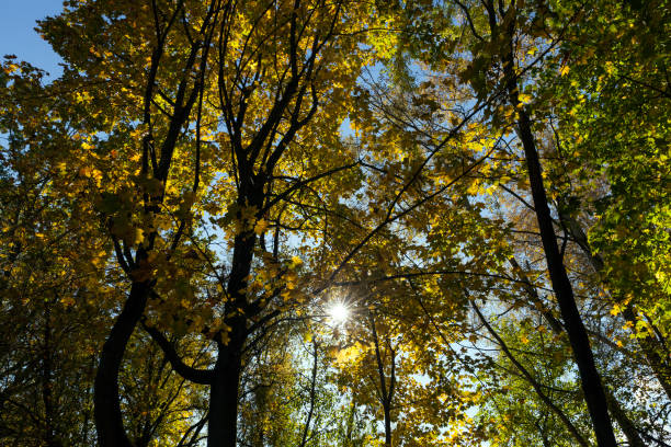 istock yellowed maple foliage on trees in the autumn season 1406598910