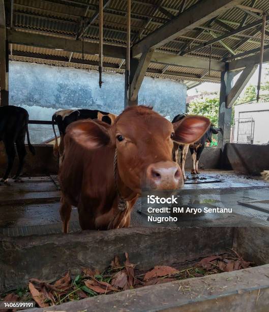S Riko Sapi Sapi Kelaparan Foto Stok - Unduh Gambar Sekarang - Alam, Anak hewan ...