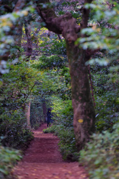 istock The Forest of Healing 1406600265