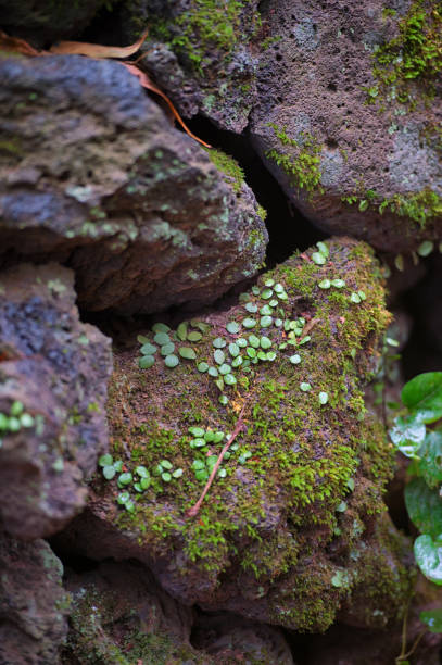 istock The Stone Wall in Jeju Island 1406600286