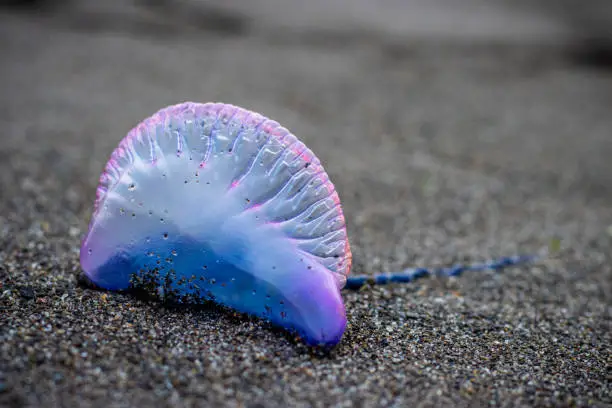 Photo of Dangerous animal on beach, portuguese man'o'war, jellyfish.