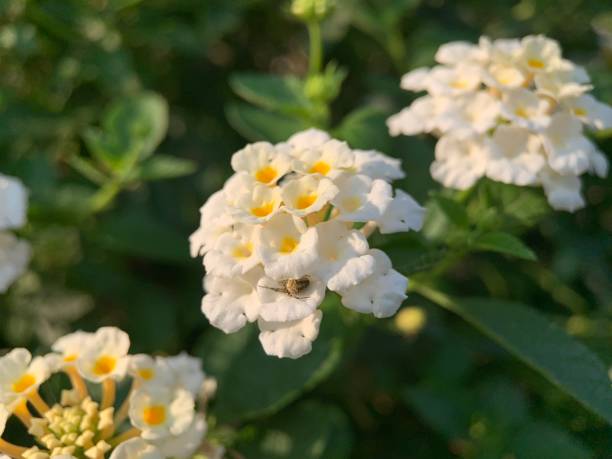 istock White Lantana camara flower 1406600904