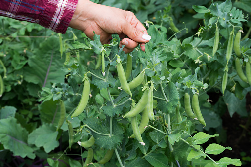 pea pod growing in the garden