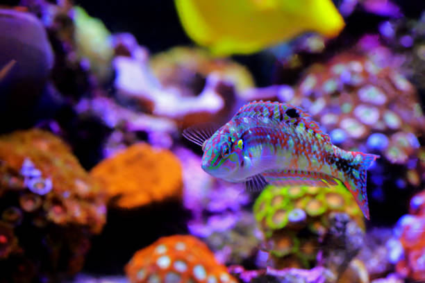 istock Nebulous wrasse fish - Halichoeres nebulosus 1406605061