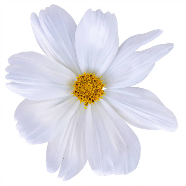 istock white cosmos flower isolated on white background 1406605401