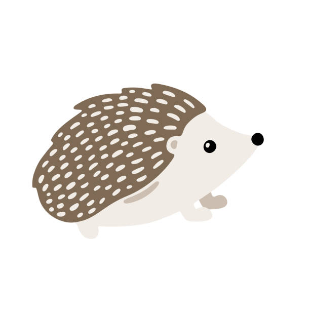 Hand drawn forest animal: hedgehog Hand drawn illustration with charming little hedgehog. Cute forest character. Vector lovely hedgehog in flat style isolated on white background. Cartoon woodland creature. Childish illustration hedgehog stock illustrations