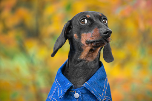 Portrait of funny dachshund puppy wearing blue cotton shirt, who looks askance at someone with a suspicious look during a walk in the park, autumn leaves on blurred background