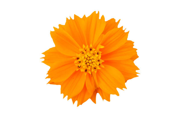 istock Orange cosmos flower isolated on white background 1406605863