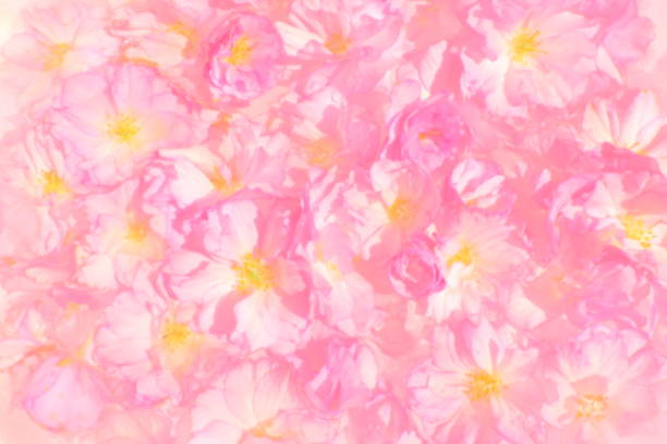 illustrazioni stock, clip art, cartoni animati e icone di tendenza di fiori rosa ciliegia sakura sfondo. illustrazione della parete del fiore. messa a fuoco morbida e selettiva. cartolina delle vacanze. petali rosa e stami gialli. arte sfocata. fiore di ciliegio di chiba. stile acquerello - toned image pink sakura cherry blossom