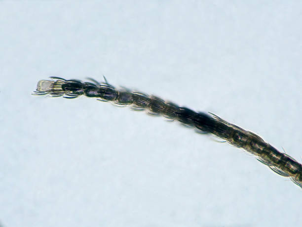 istock Micrograph of the tactile sensation of a crushed feather bug 1406607371