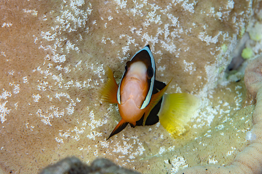 Klark’s Anemonefish - Amphiprion clarkii. Underwater world of Tulamben, Bali, Indonesia.