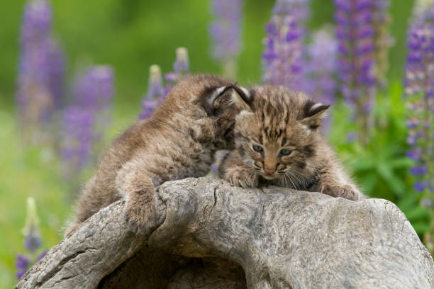 istock Bobcat Kitten Appearing to Whisper in littermate's ear 1406611202