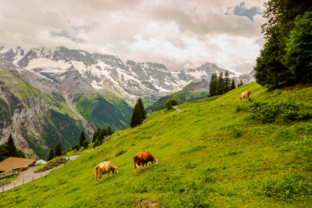 les vaches paissent dans les montagnes. village de murren en suisse. paysage suisse traditionnel. pic jungfraujoch dans le comté d’interlaken. journée d’été ensoleillée. sommet de la montagne avec de la neige. ferme écologique. développement dur - muerren photos et images de collection