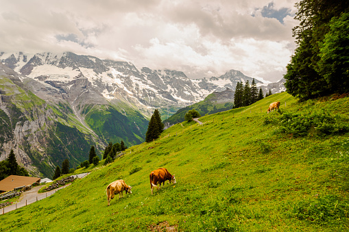 Cows graze in mountains. Murren village in Switzerland. Traditional swiss landscape. Peak Jungfraujoch in Interlaken County. Sunny summer day. Mountain top with snow. Eco farm. Sustainable development