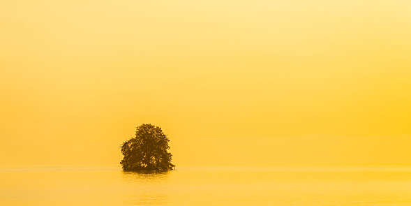 Tree in water at sunset. Paradise. Green willow. Lake Geneva. Swiss riviera. Beautiful landscape. Background. Summer trip to Switzerland. Voyage. Warm sunny day. Travel destination. Copy space