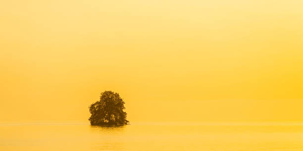 tree in water at sunset. paradise. green willow. lake geneva. swiss riviera. beautiful landscape. background. summer trip to switzerland. voyage. warm sunny day. travel destination. copy space - day to sunset imagens e fotografias de stock