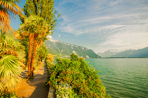 Palm. Tropical landscape. Lake Geneva. Swiss riviera. Beautiful landscape with mountains. Background. Summer trip to Switzerland. European country. Voyage. Sunny day. Travel destination. Copy space