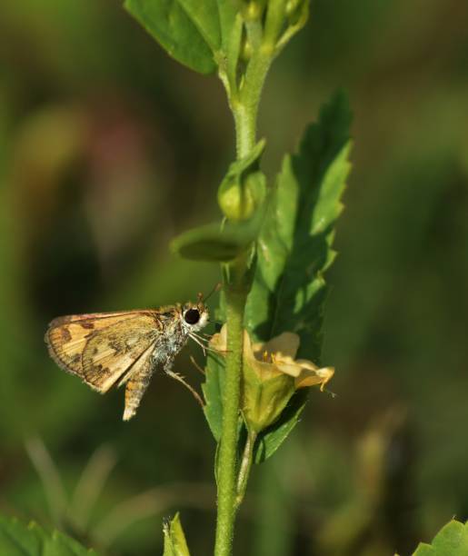 istock a little butterfly perched on flower 1406619860