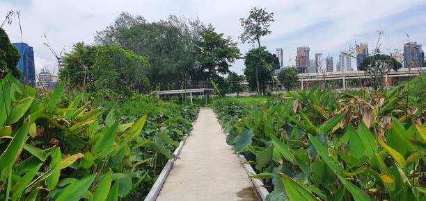 istock Path in Benchakitti Forest Park in Bangkok 1406622061