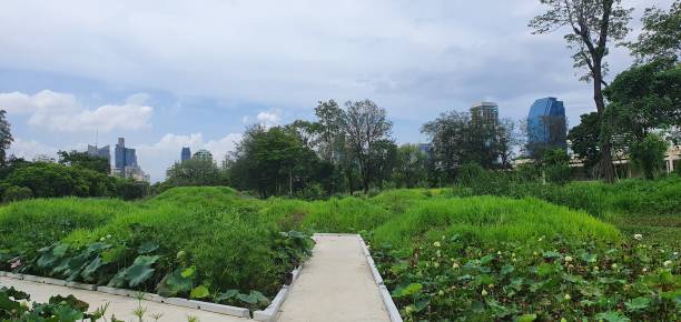 istock Path in Benchakitti Forest Park in Bangkok 1406622066