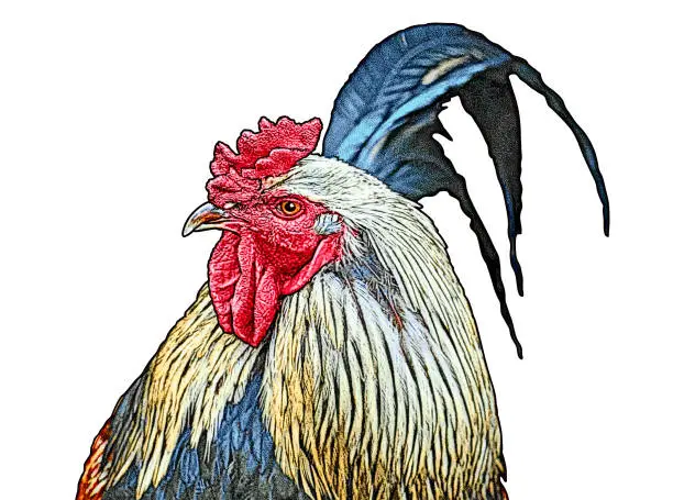 Vector illustration of Close up of Rooster head
