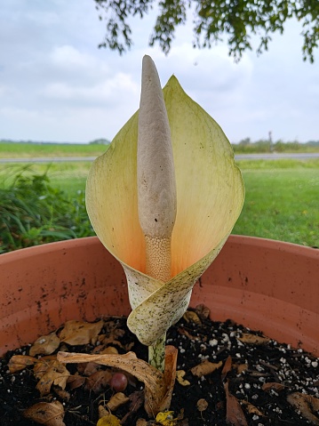 The flower of Amorphophallus bulbifer