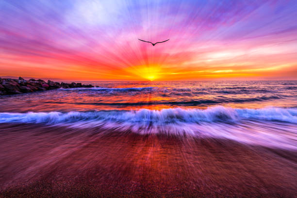 Sunset Ocean Bird Flying Inspirational Sun Rays stock photo