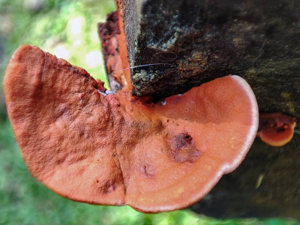 istock Orange mushroom, Cinnabar polypore grows on a dead wood 1406625626