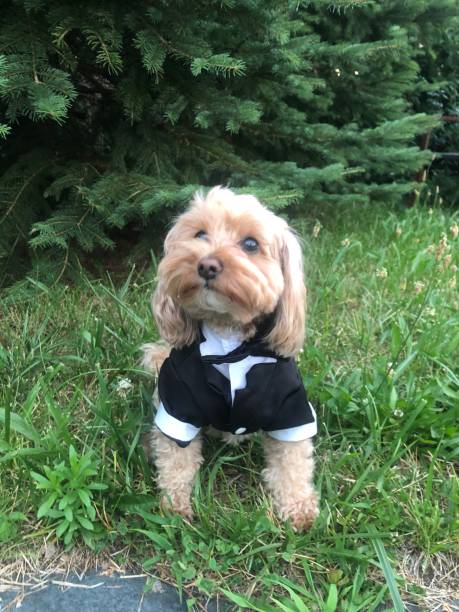 istock Maltipoo dog in tuxedo 1406627604