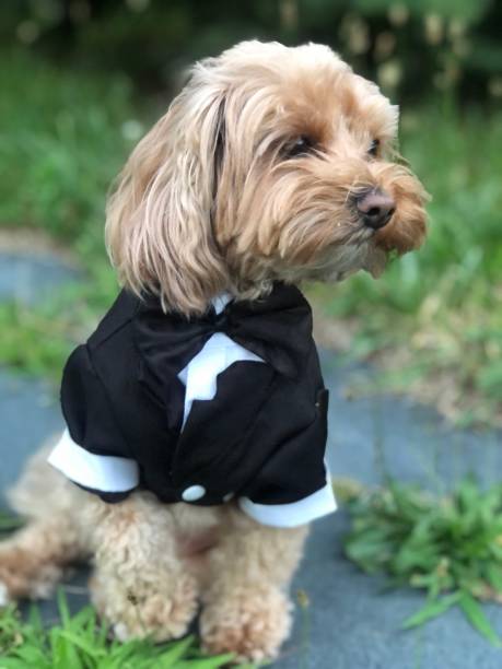 istock Maltipoo dog in tuxedo 1406627676