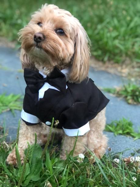Maltipoo dog in tuxedo Maltipoo dog in tuxedo. Cute doggie. Part poodle, part Maltese dog. dog tuxedo stock pictures, royalty-free photos & images