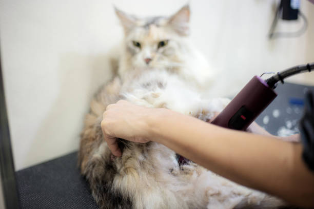 istock Woman cutting hair a cat. 1406629208