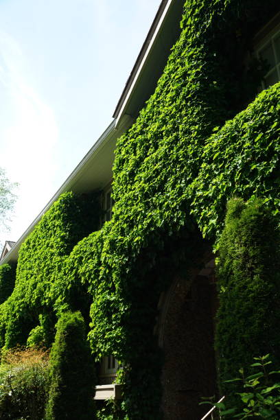 istock Vancouver architectural survey 2022 1406633941