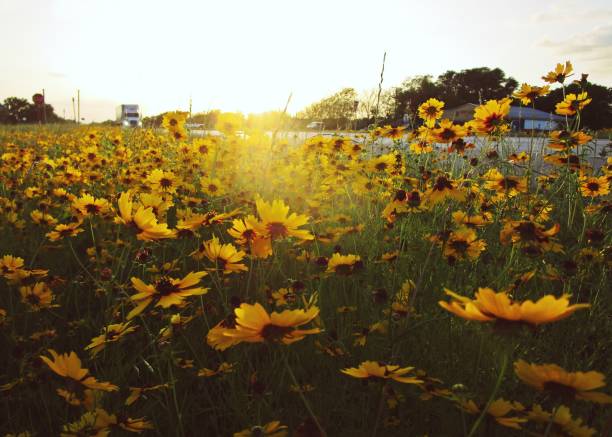 istock Wildflowers at Sunset by Small Town Highway 1406634033
