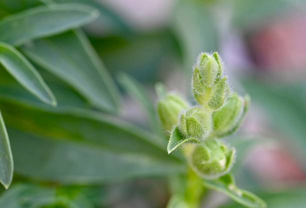istock Fuzzy green flower buds 1406635144