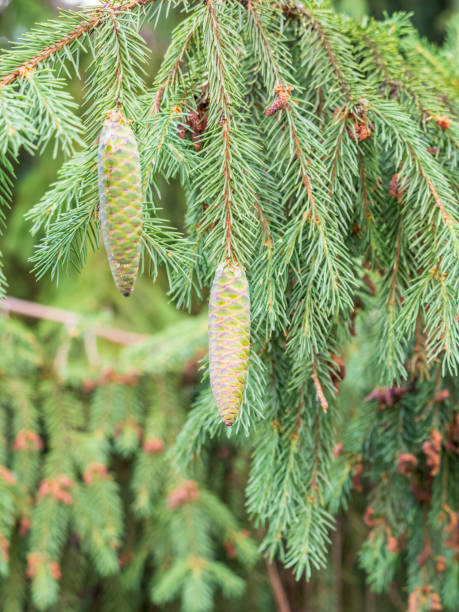 istock Fresh fir branches with green needles and brown cones. 1406635276