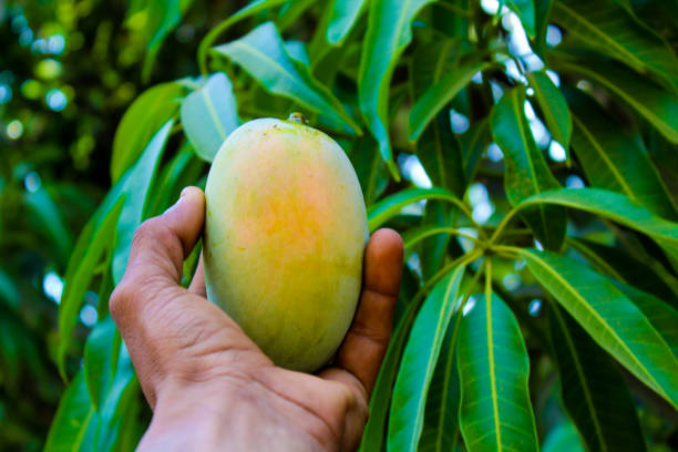 istock ripe mango fruits on man hand with soft focus ,harvest concepts 1406636483