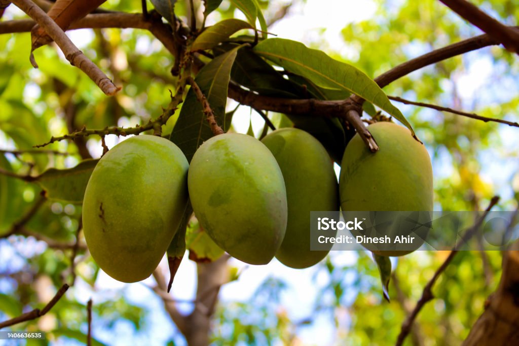 Mango Treeview Mango Tree With Tree Stock Photo - Download Image Now - Agriculture ...