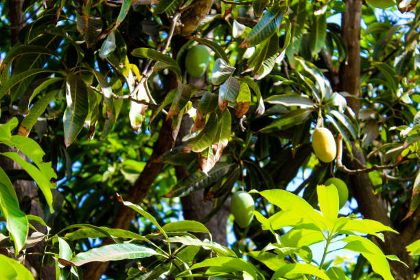 istock Bunch of green ripe mango on tree in garden. Selective focus 1406636555