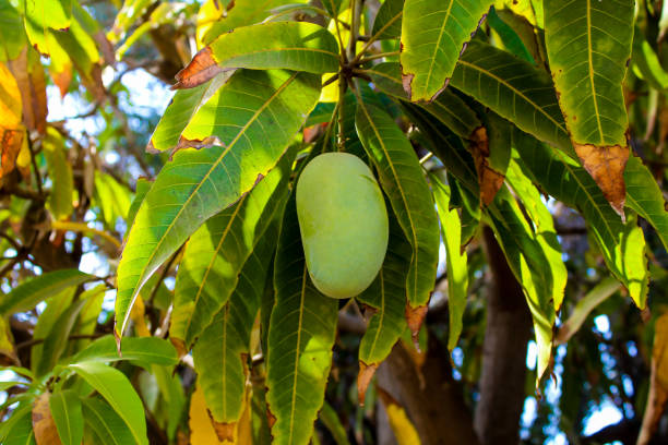 istock Bunch of green ripe mango on tree in garden. Selective focus 1406636590