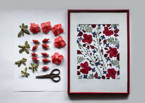 Azalea flowers and buds prepared for the pressed against the background of a botanical picture, a herbarium of dried azalea flowers. Monochrome composition of red flowers. Creative interior design.